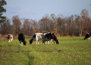PIĘKNA WIEŚ POMORSKA - ruszają zgłoszenia do konkursu