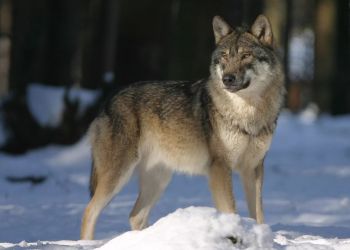 INFORMACJA DLA MIESZKAŃCÓW DOTYCZĄCA WILKÓW W GMINIE BRUSY